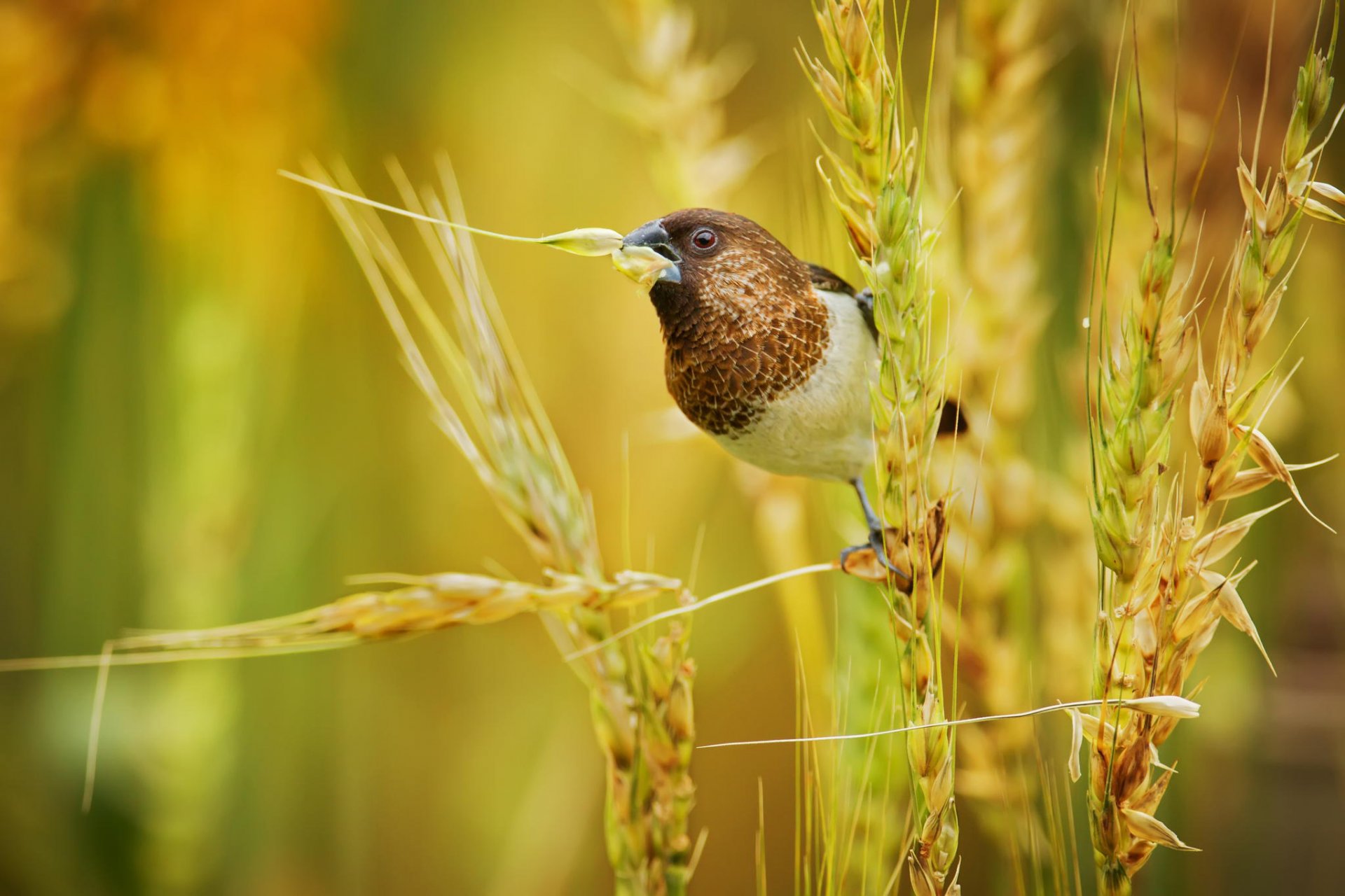 amadin japonais oiseau bec blé épis plante nature gros plan