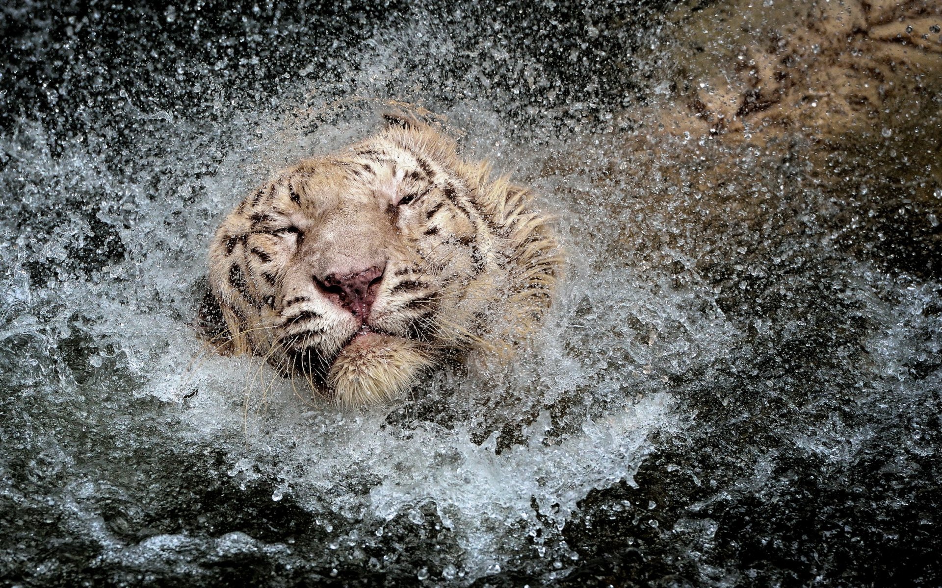 tigre agua salpicaduras