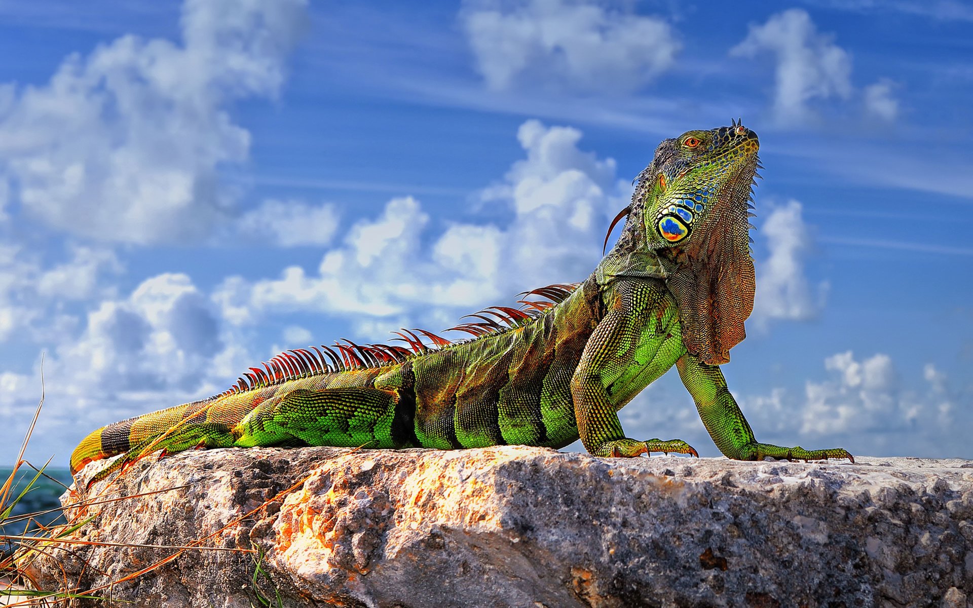 iguane commun iguane vert lézard pierres ciel