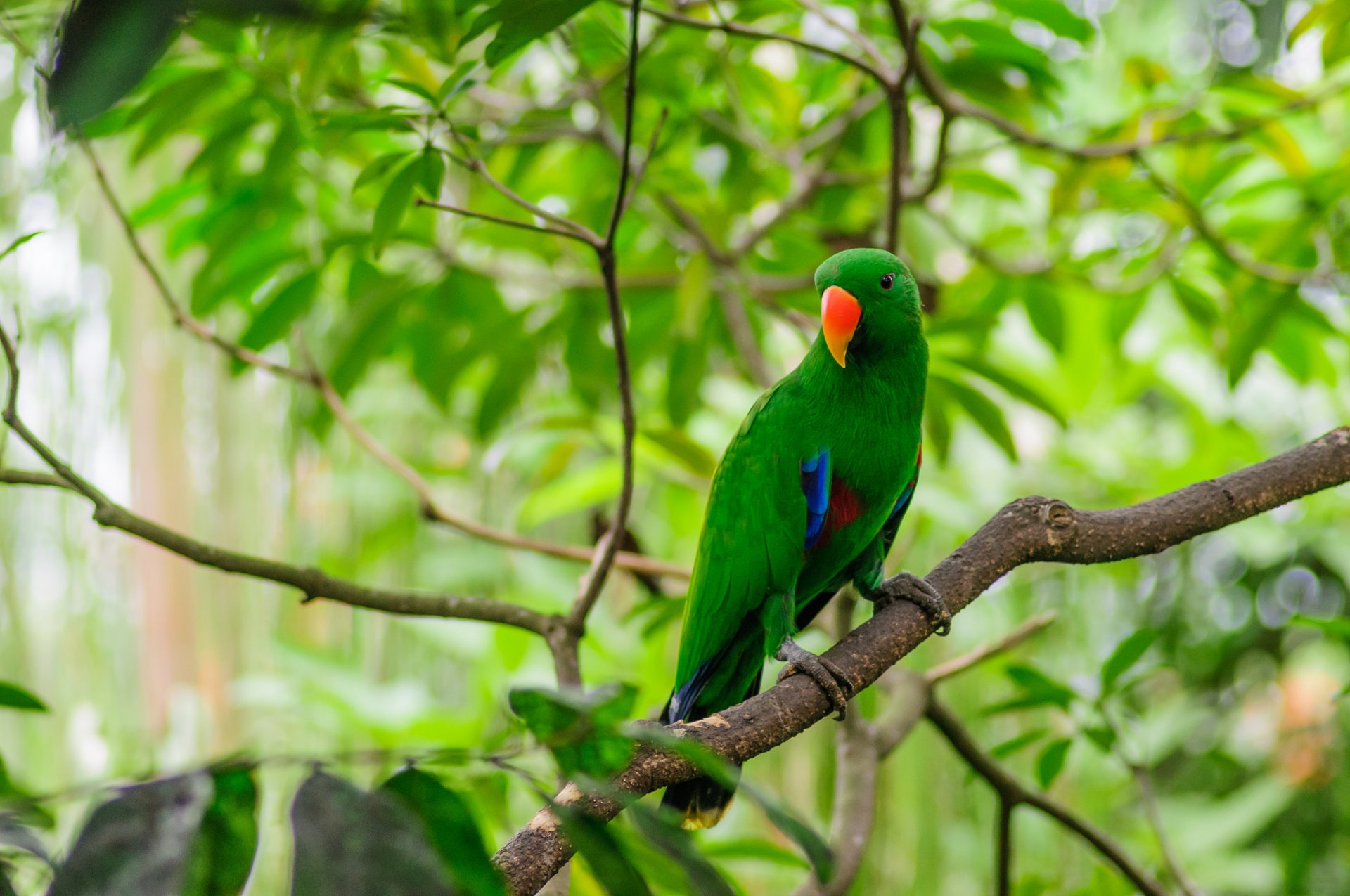 pájaro loro bosque rama hojas plumas pico