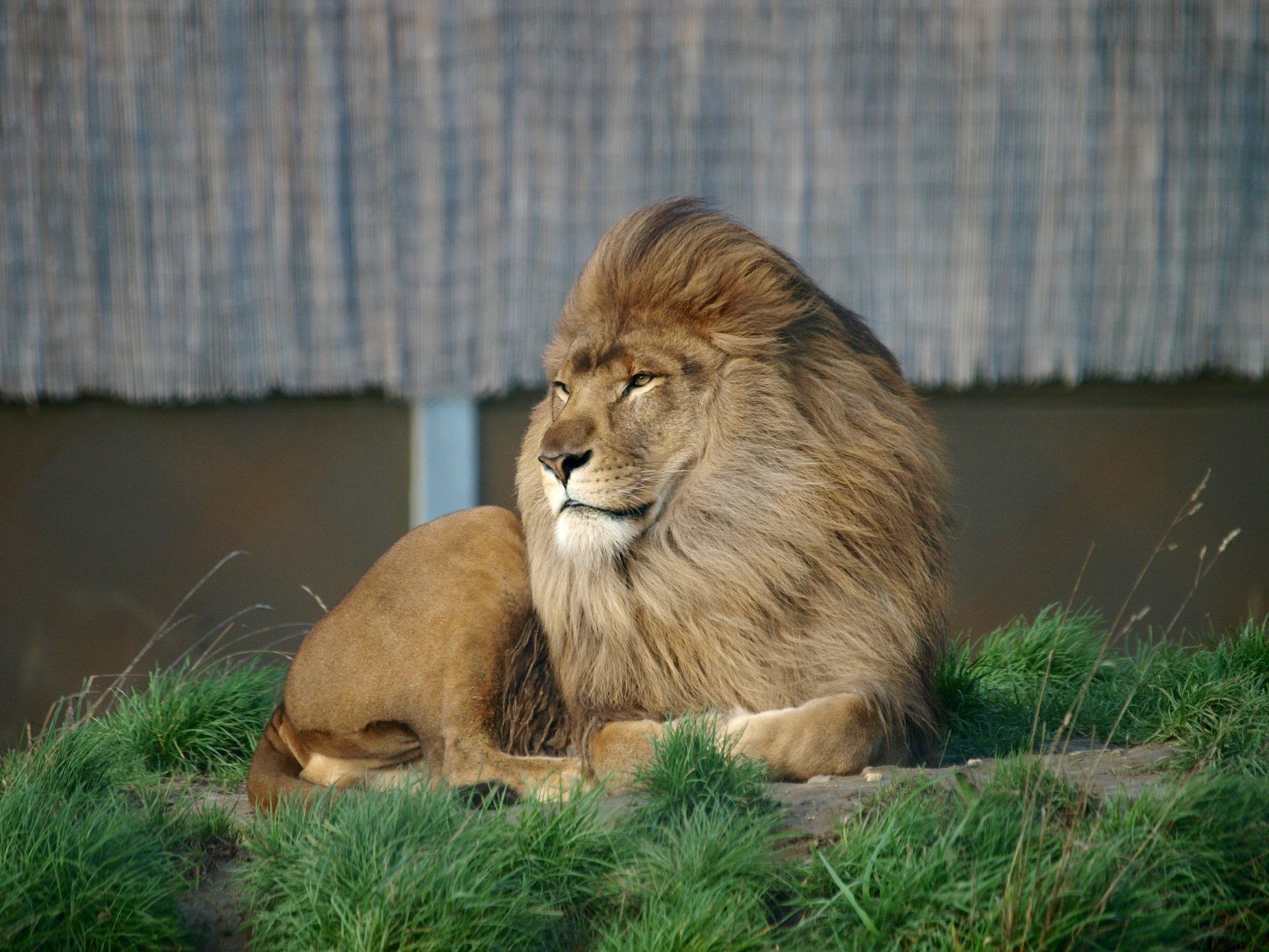 grass leo face eyes view sport