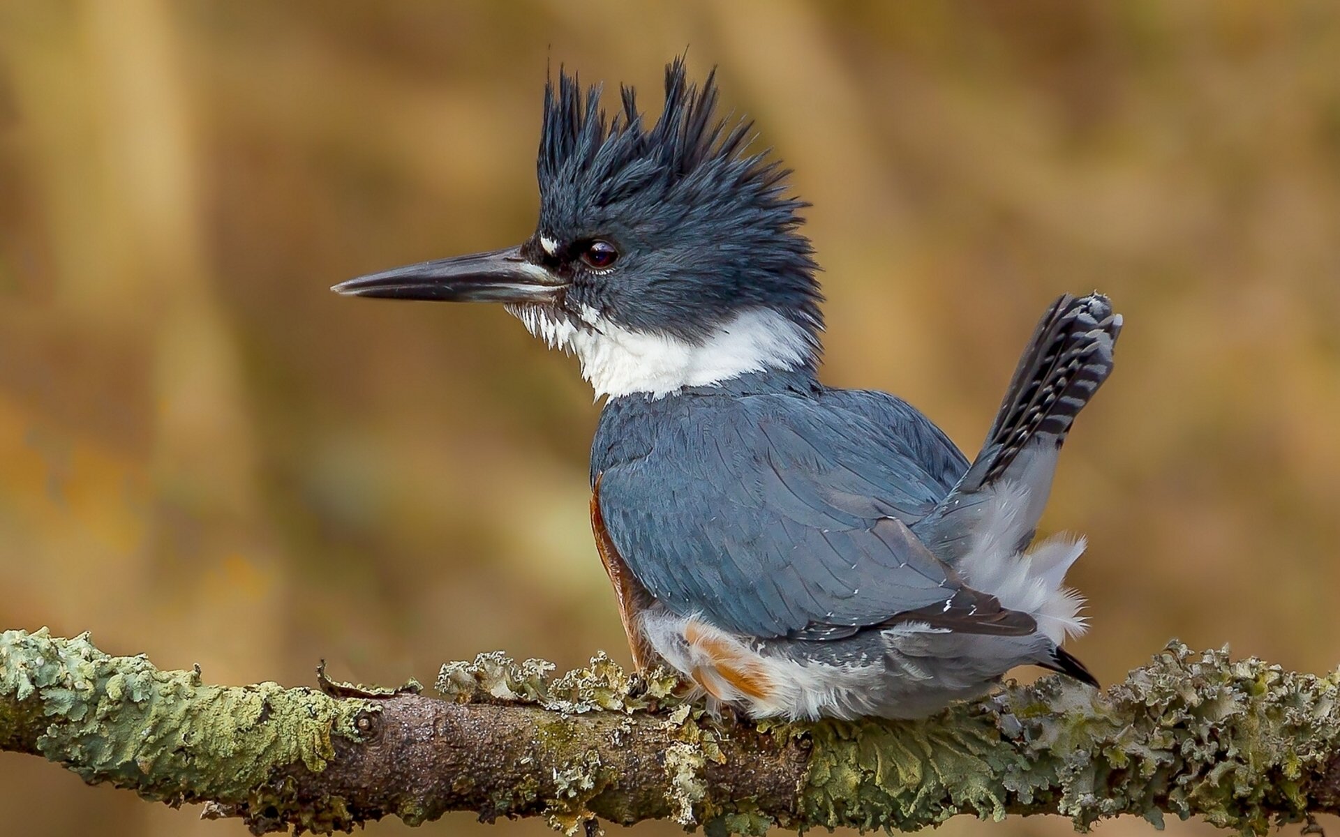 martin-pêcheur oiseau branche ébouriffé