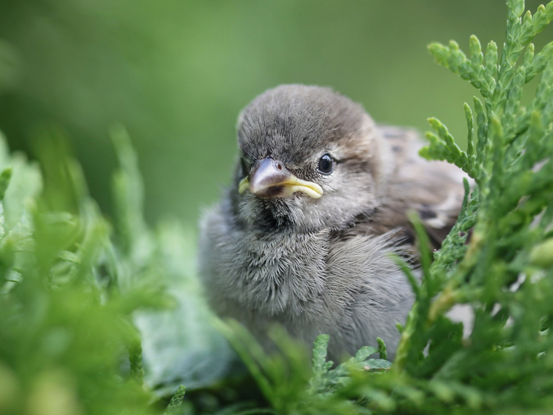 zweige blätter vogel spatz