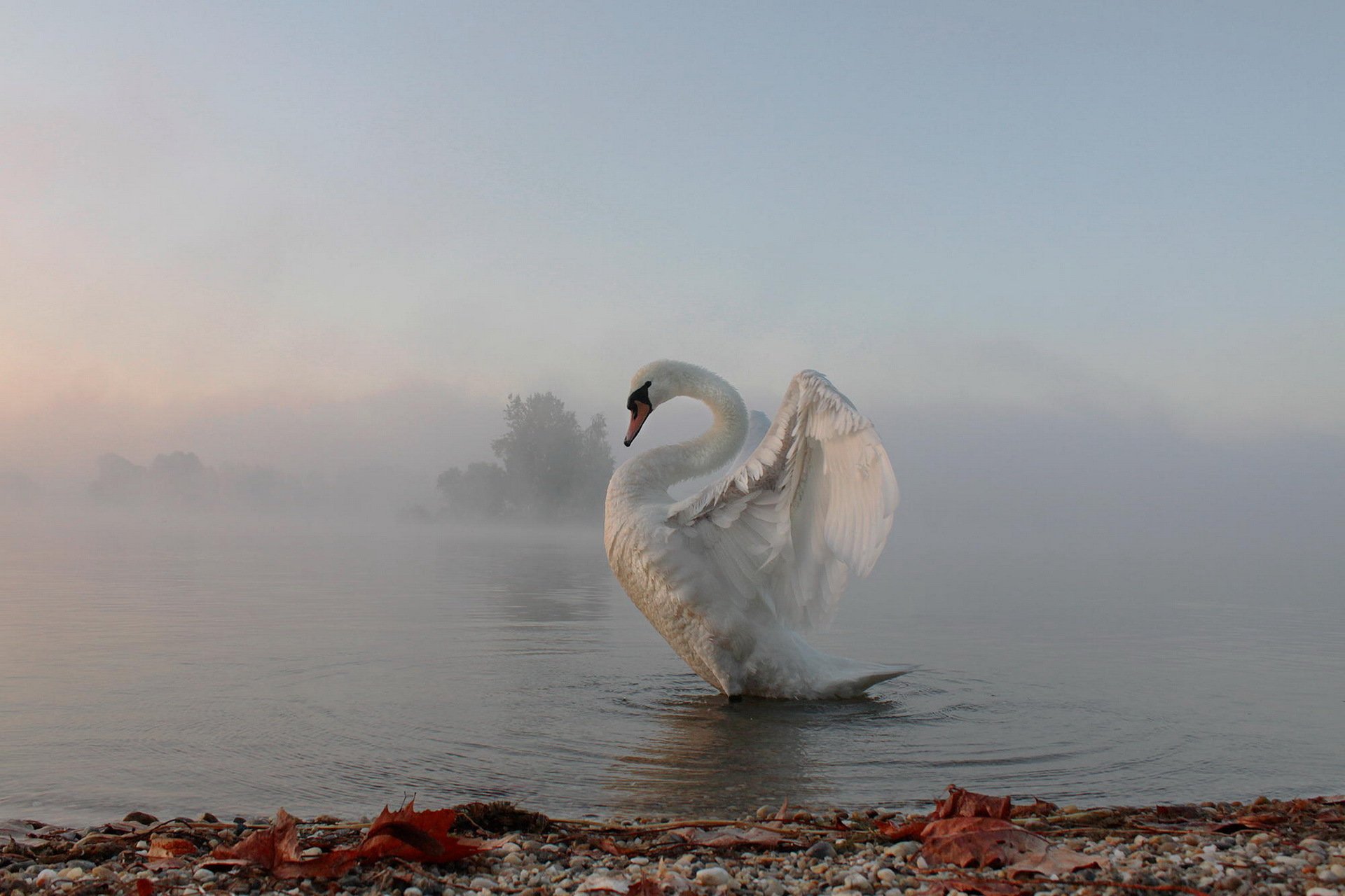 cisne niebla mañana