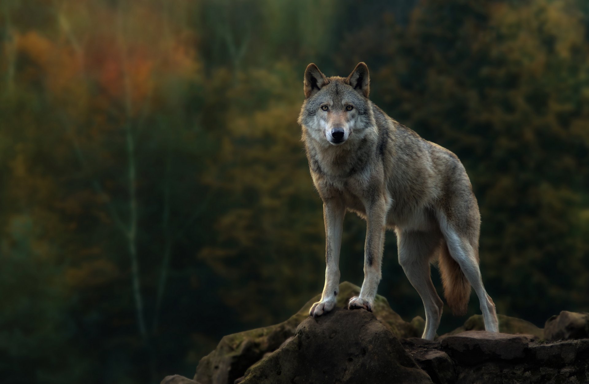 wald herbst rock raubtier wolf grau blick