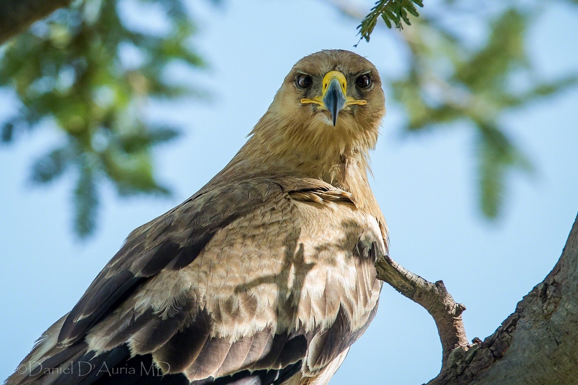 aigle des steppes vue oiseau prédateur