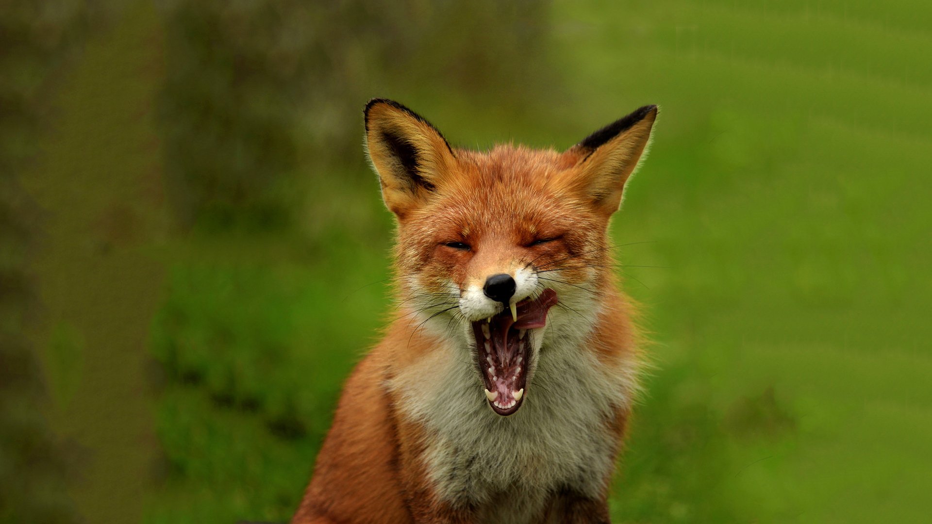 fox mouth nature fox