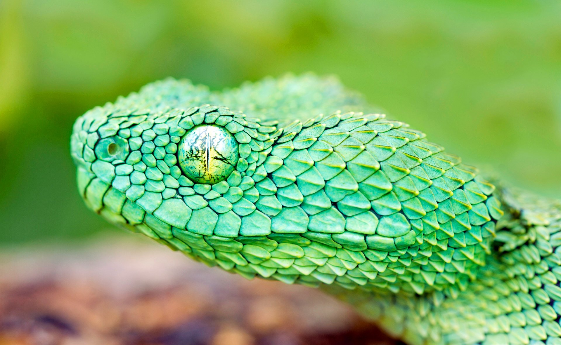 nake scales head eye reptile