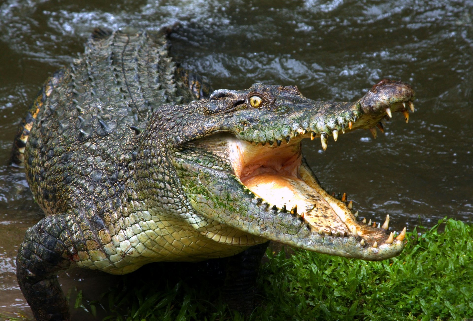 krokodil maul zähne
