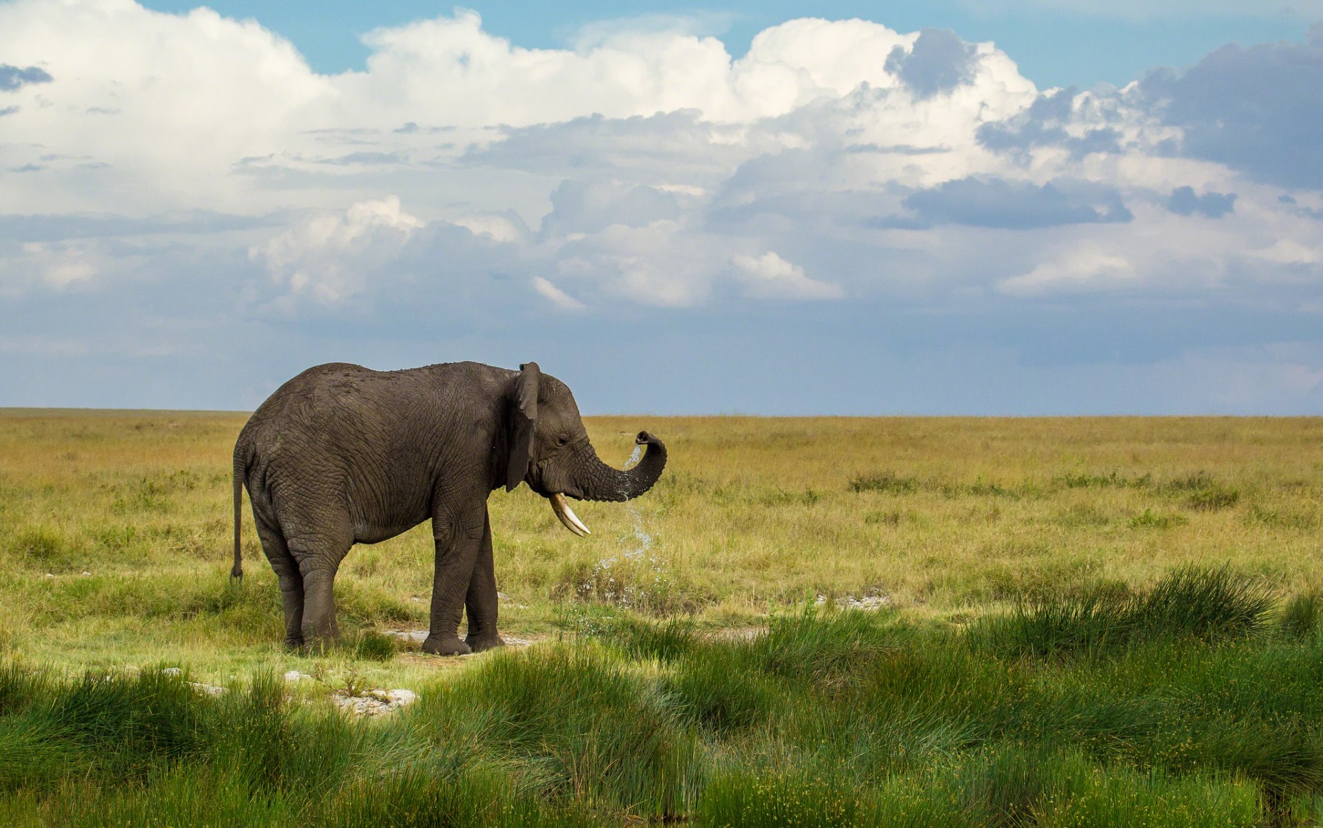 elefante paesaggio natura cielo nuvole verde erba acqua gocce spruzzi