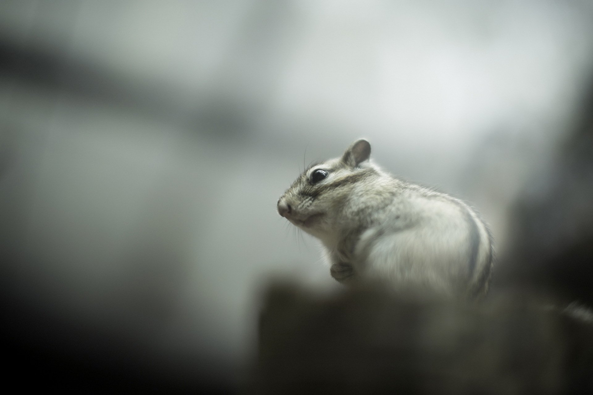 eichhörnchen natur hintergrund