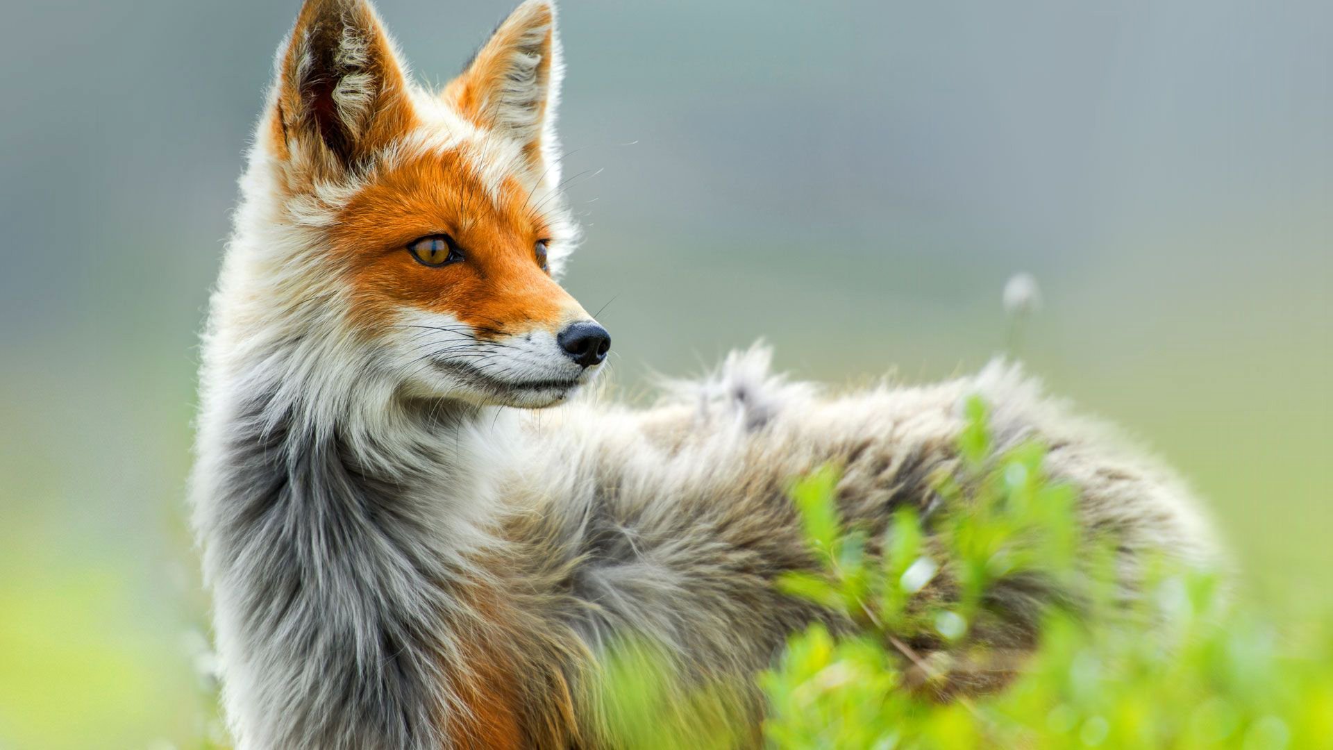 fuchs natur fuchs pflanze blick