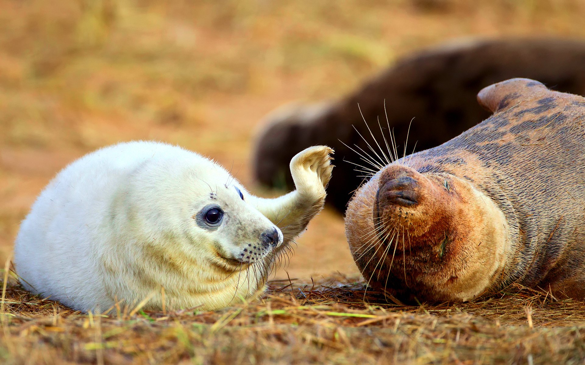 fur seal mother