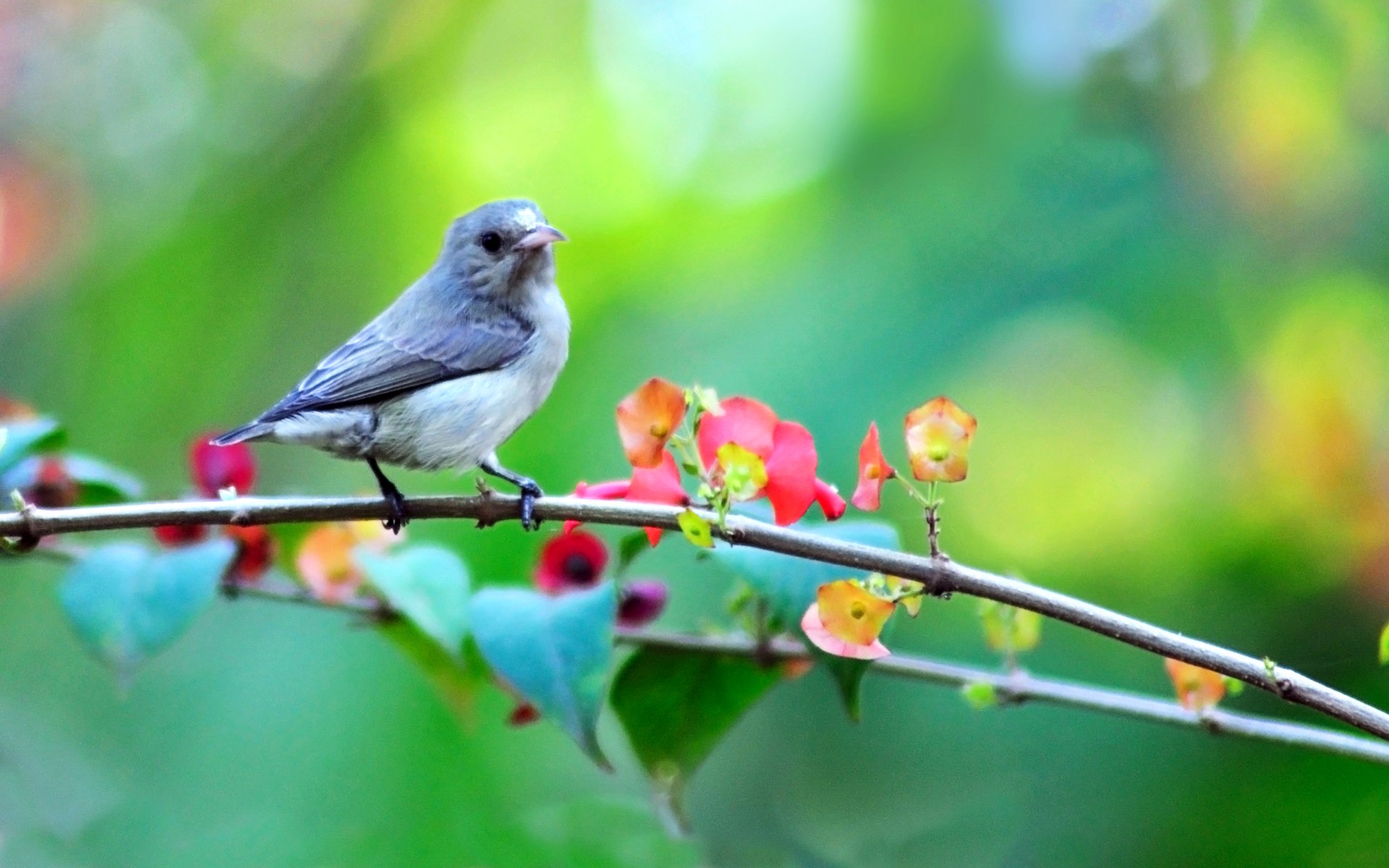 oiseau branche fleurs printemps nature