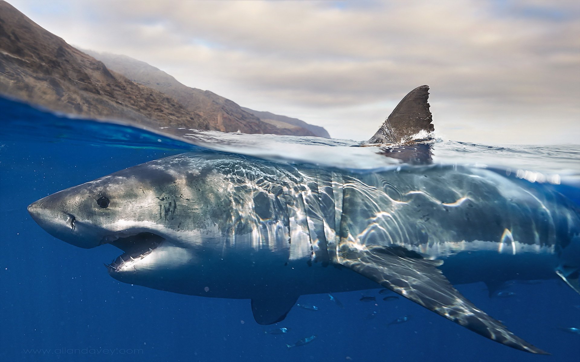 tiburón agua naturaleza