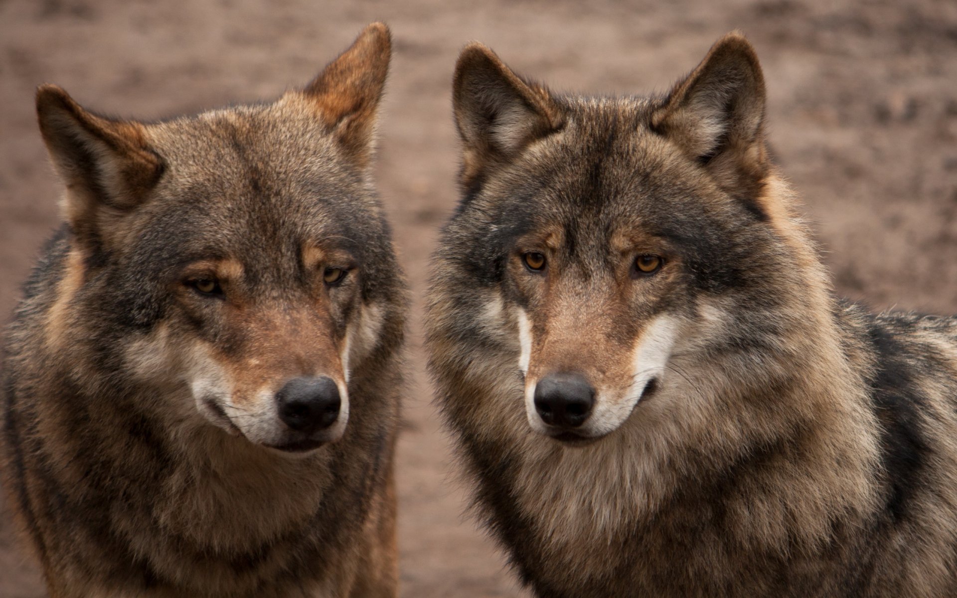 lobos gris dos pareja