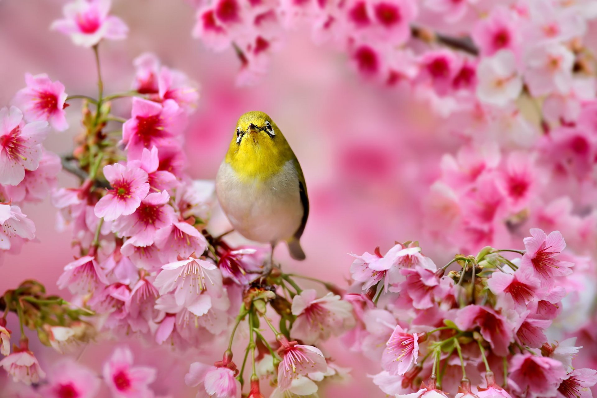 uccello occhi bianchi giapponesi sakura fiori rosa albero primavera