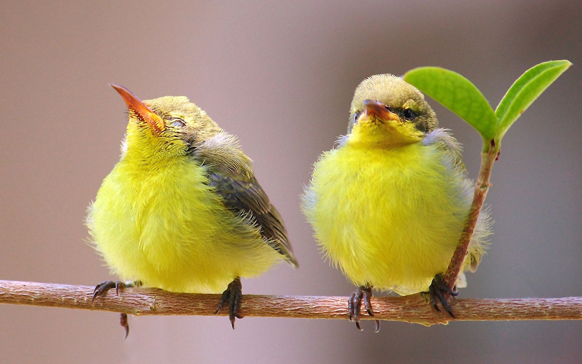 birds the pair branch leaf nature