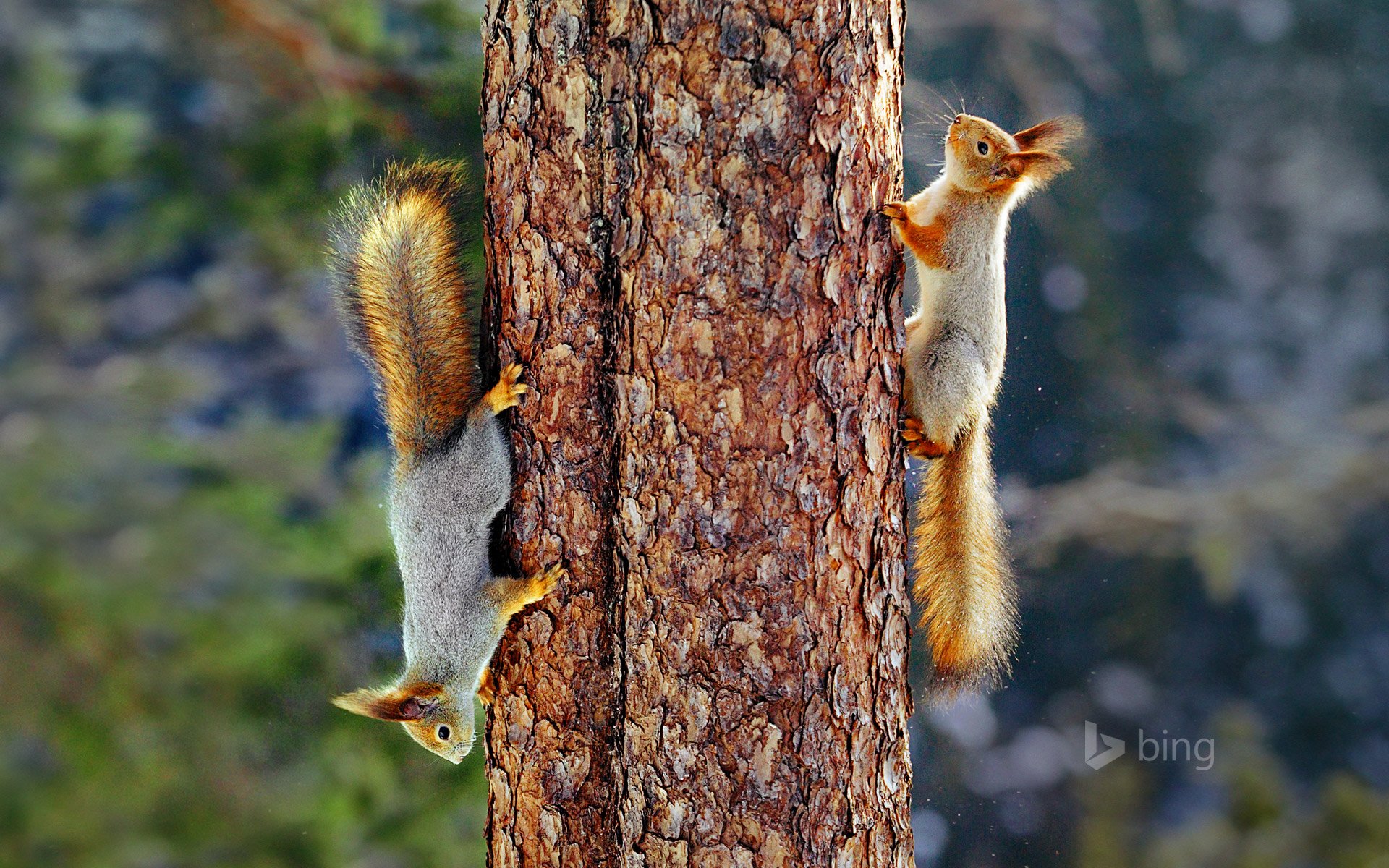 ardilla roja euroasiática árbol tronco finlandia piel cola