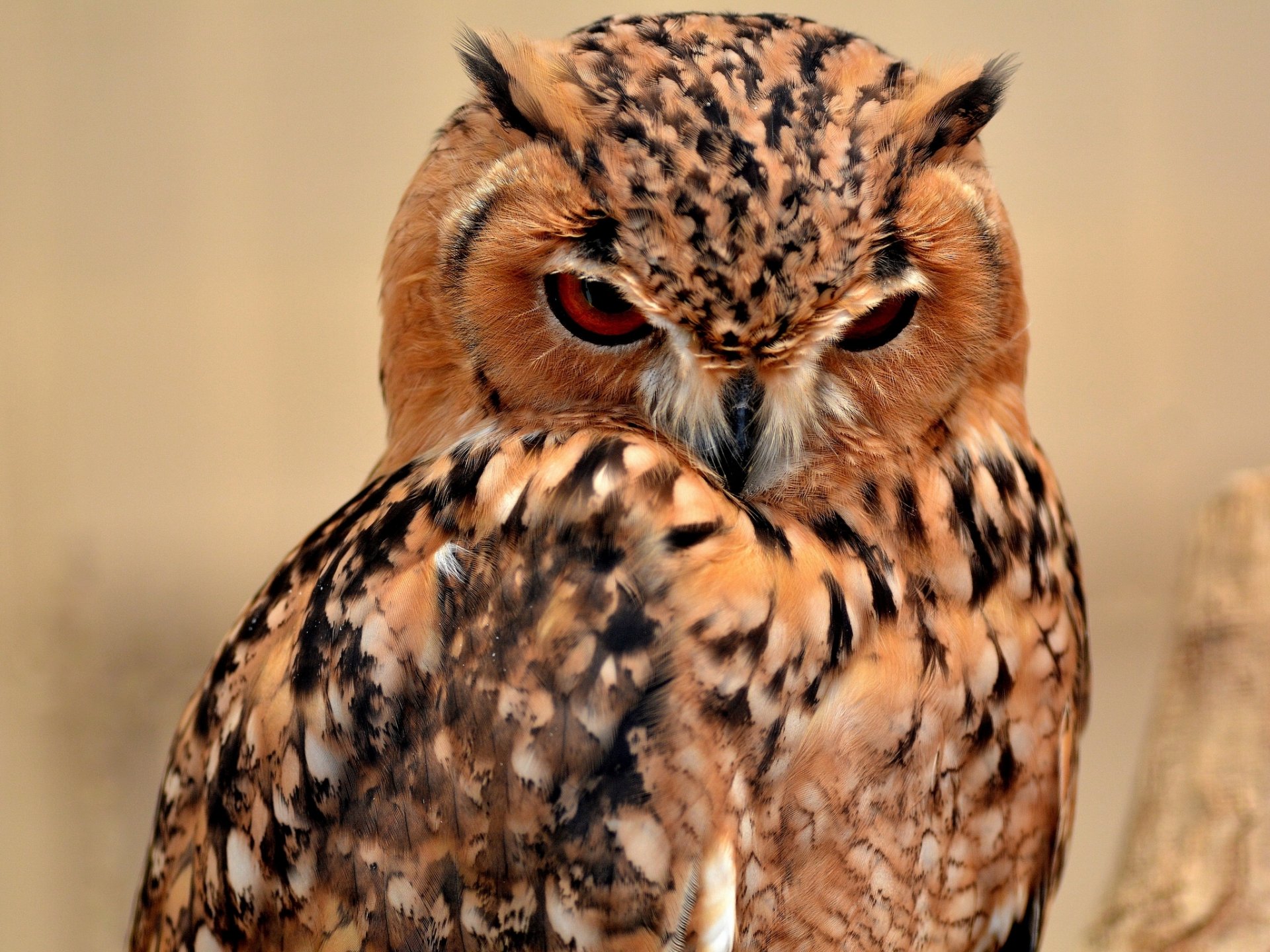 hibou du désert hibou oiseau