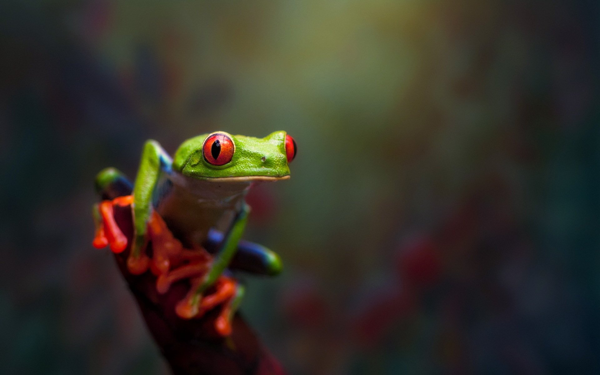 frog macro nature bokeh