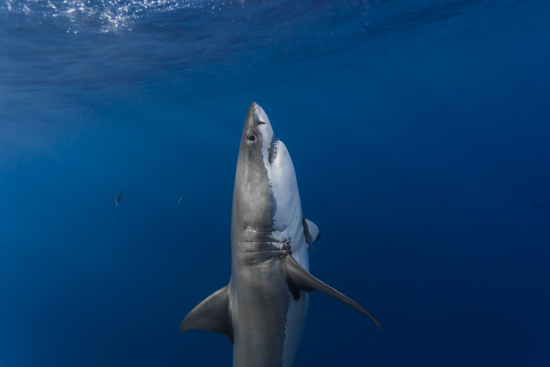 hark white sharks vertical predator surface white shark vertical ambush sunlight