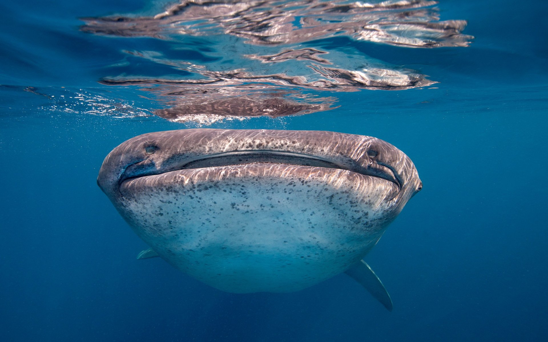 requin-baleine poisson mer