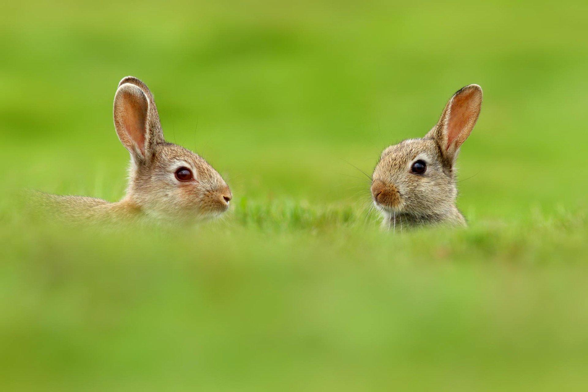 rabbits animals ears two grass green nature blur