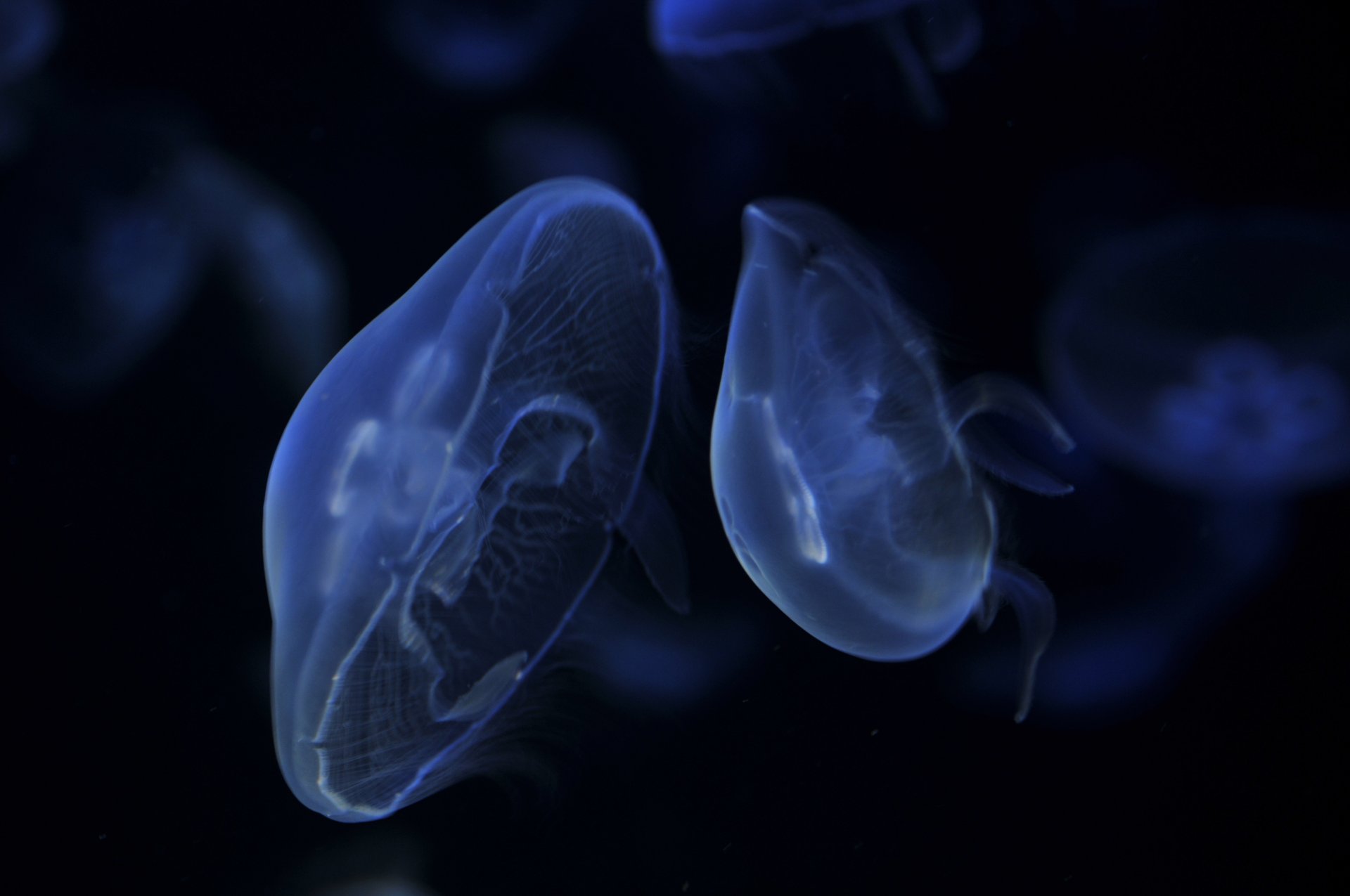 jellyfish sailing blue dark