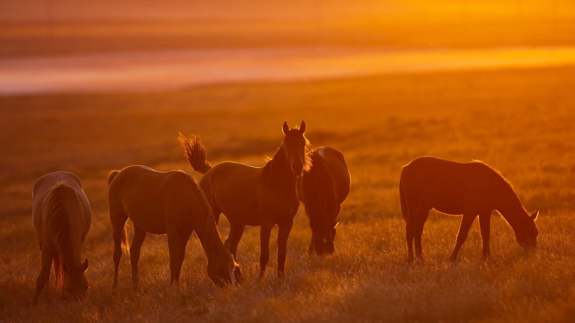 chevaux chevaux troupeau orange lumière soleil nature pâturage hd