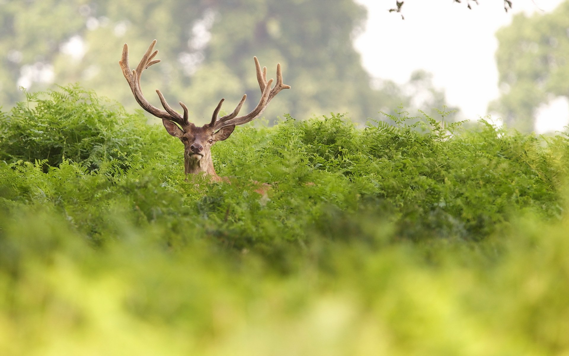 jeleń natura lato