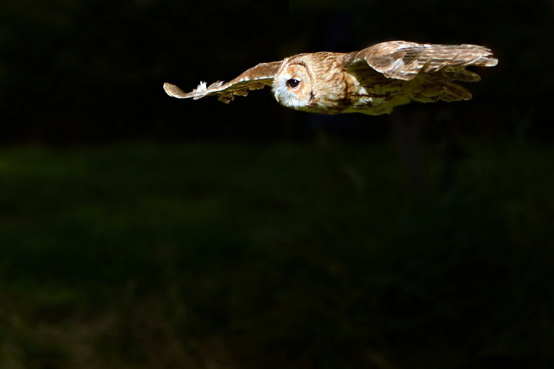 eule nacht dämmerung vogel