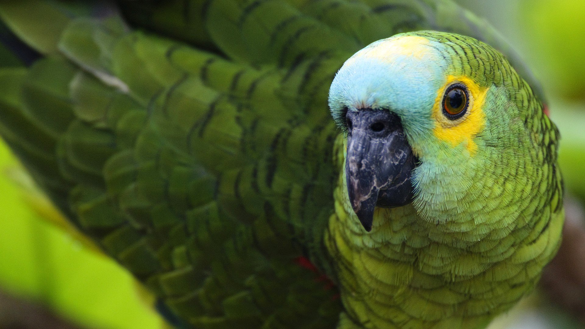 pájaro loro pico plumas color