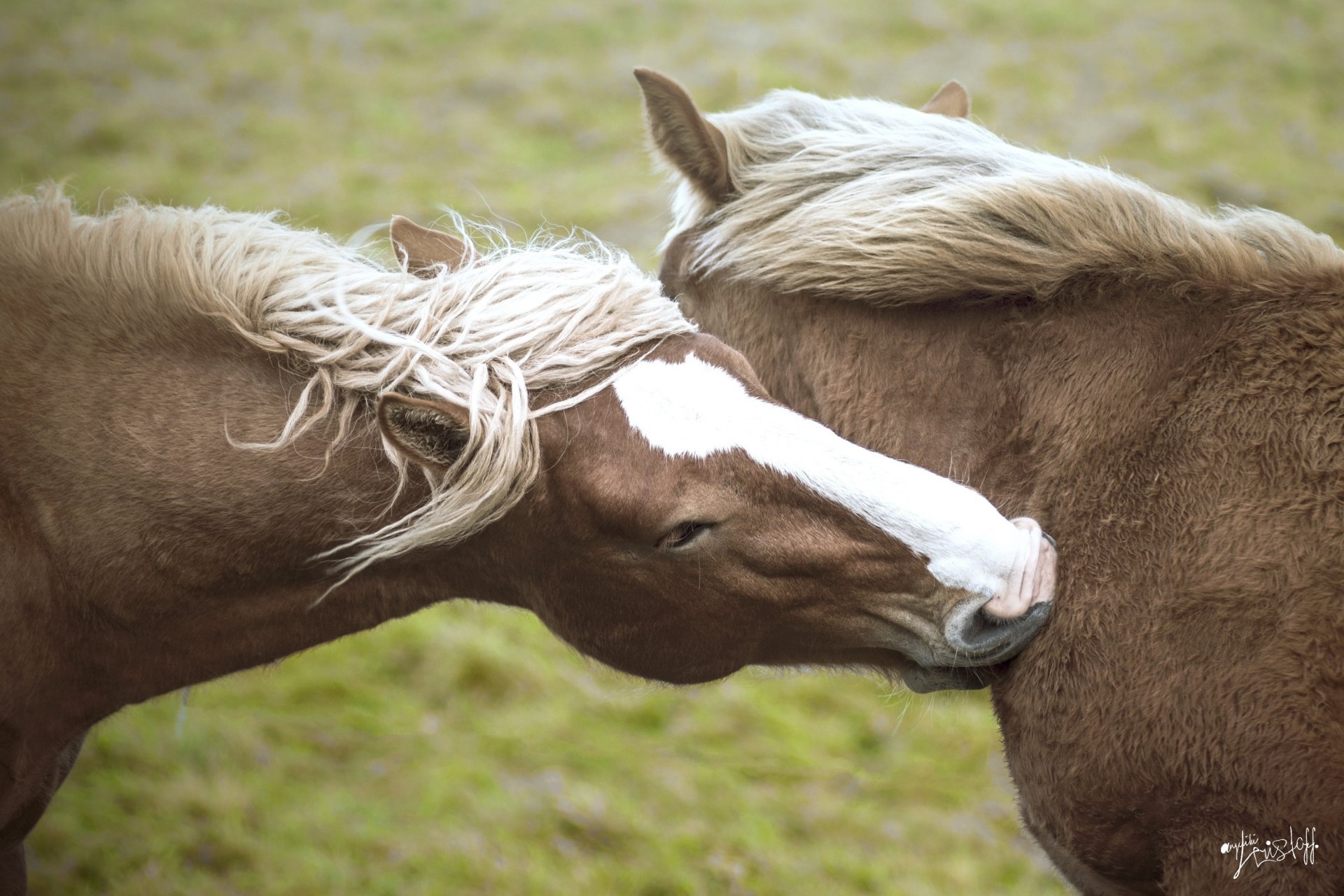 pferde pferde paar schnauze mähne freundschaft