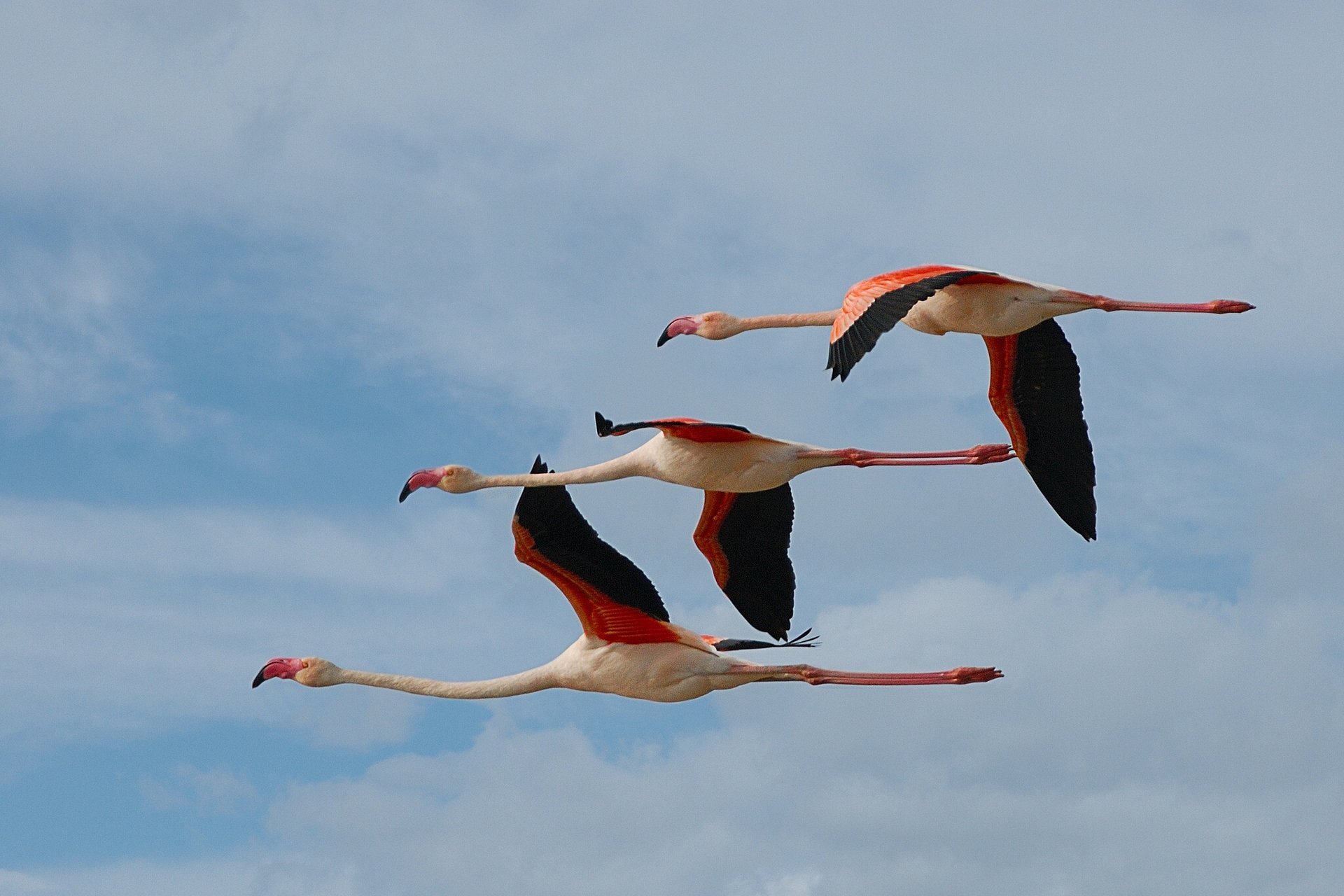 flamingos birds trio