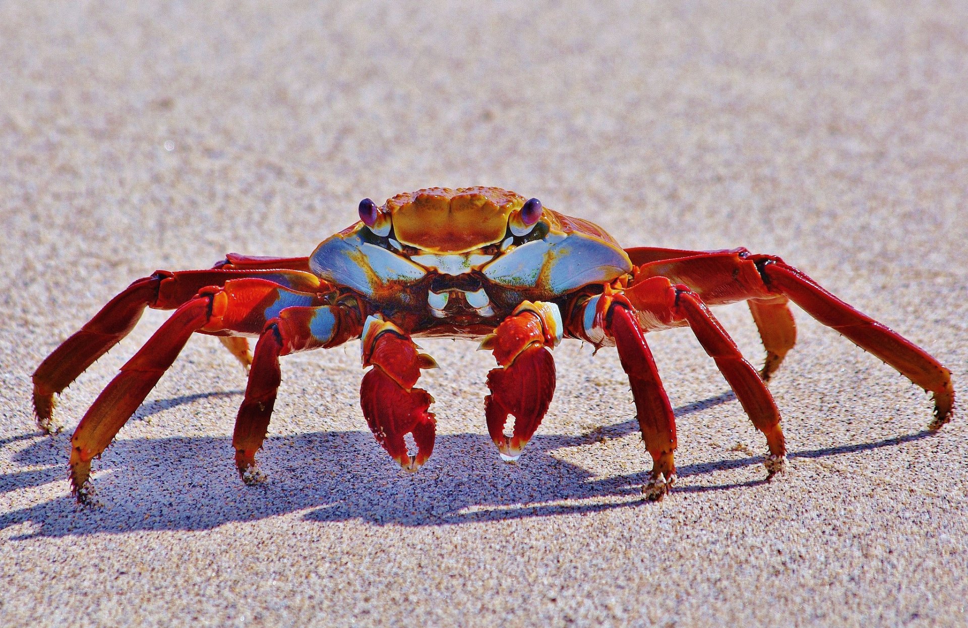 grapsus grapsus krabbe sand