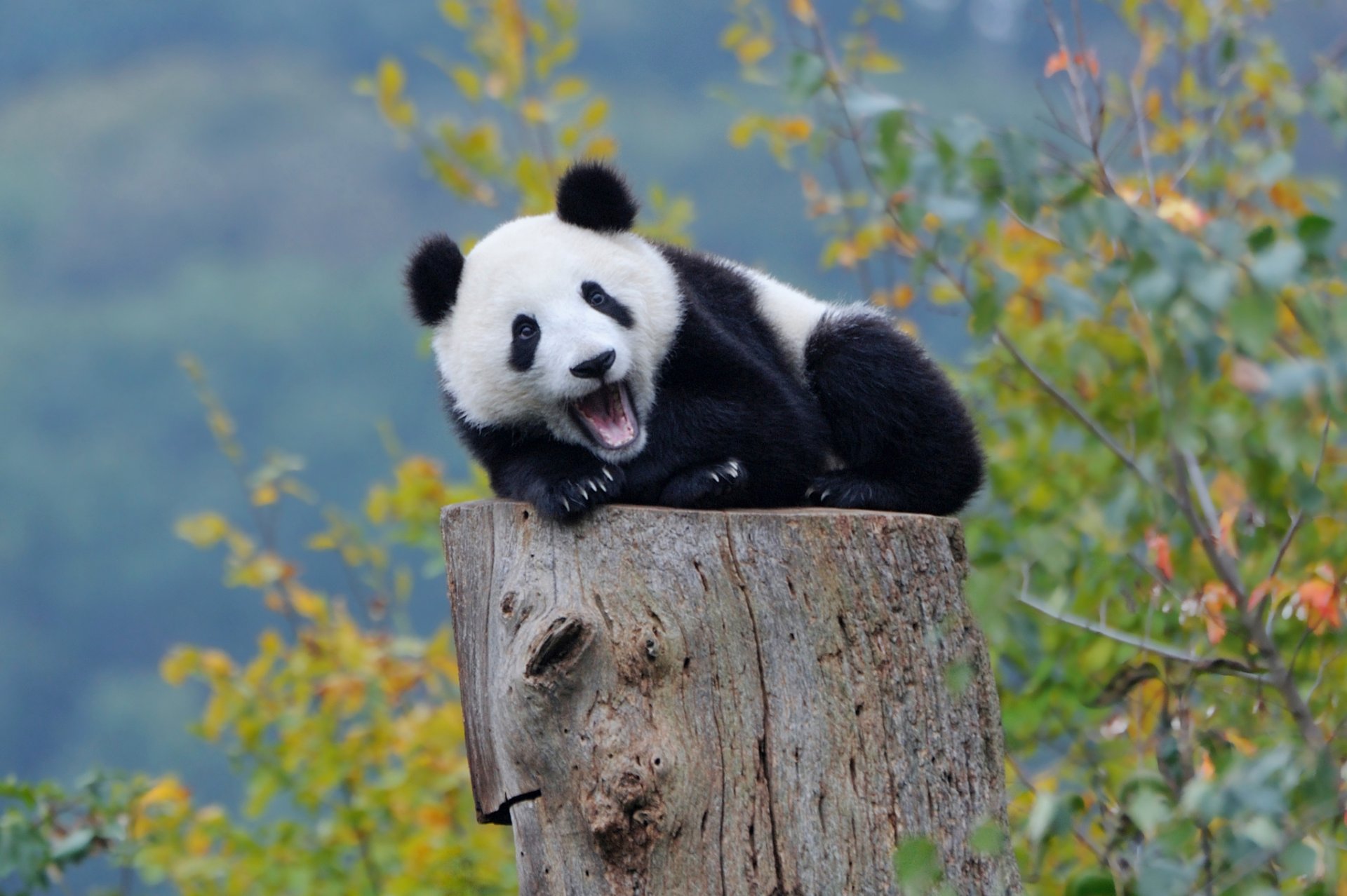 panda bear forest autumn