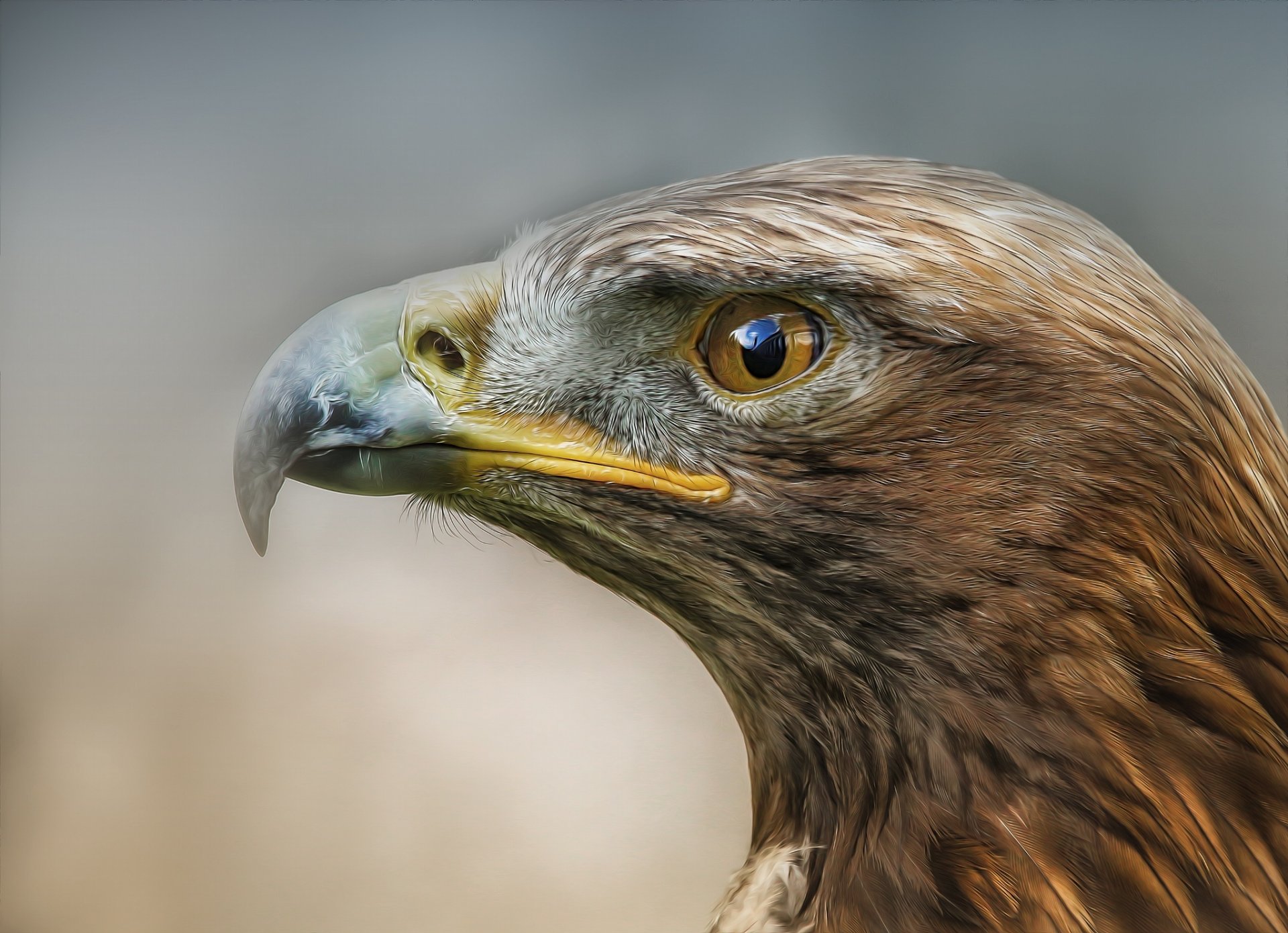 oiseau prédateur profil detlef knapp