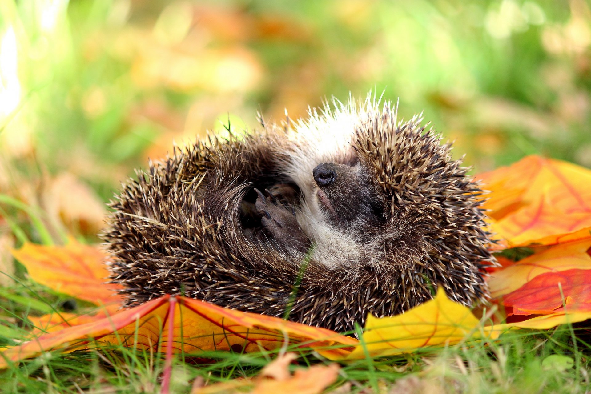 naturaleza otoño