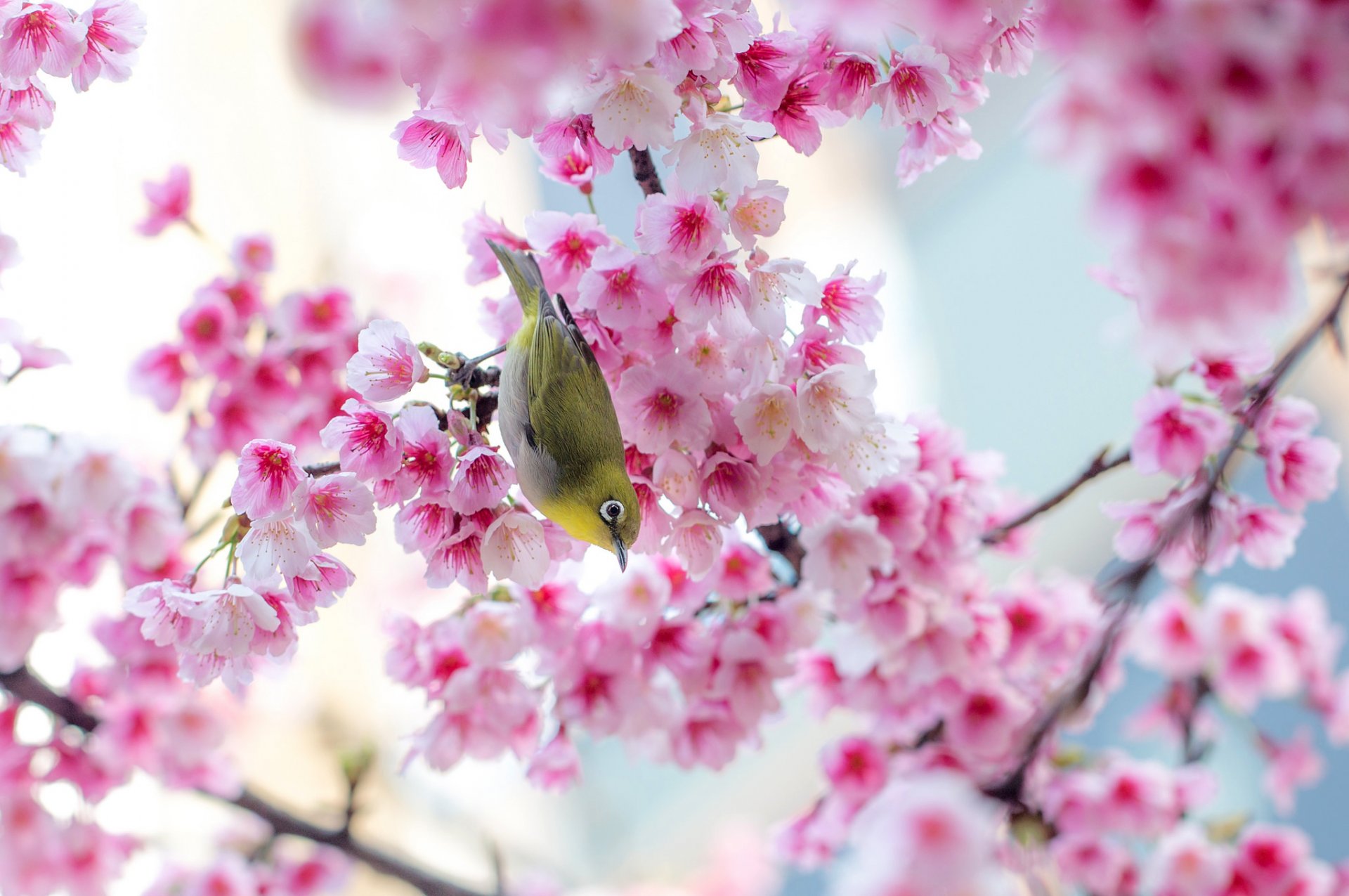 the japanese white-eye poultry sakura tree flower pink branches spring nature