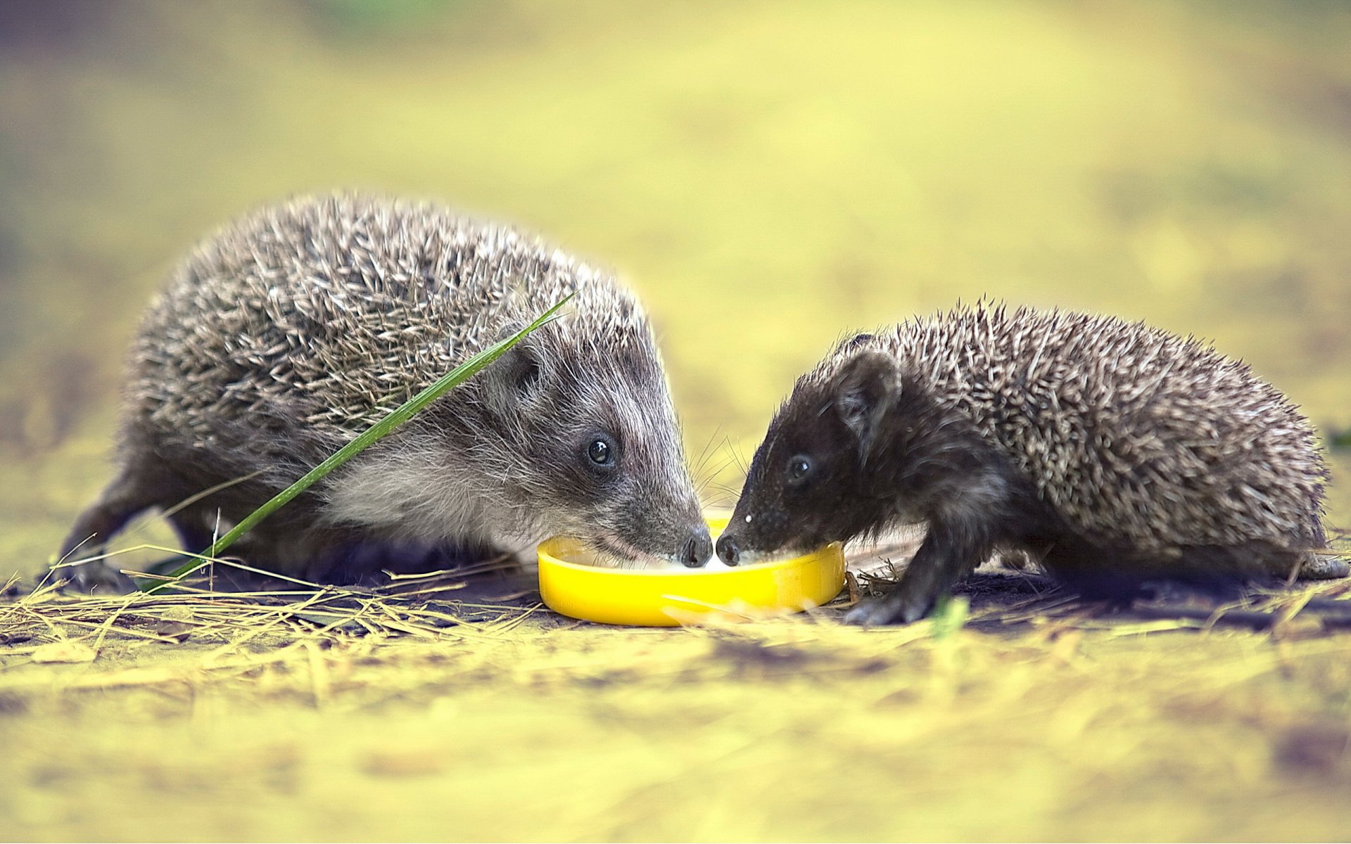 hedgehogs nature background