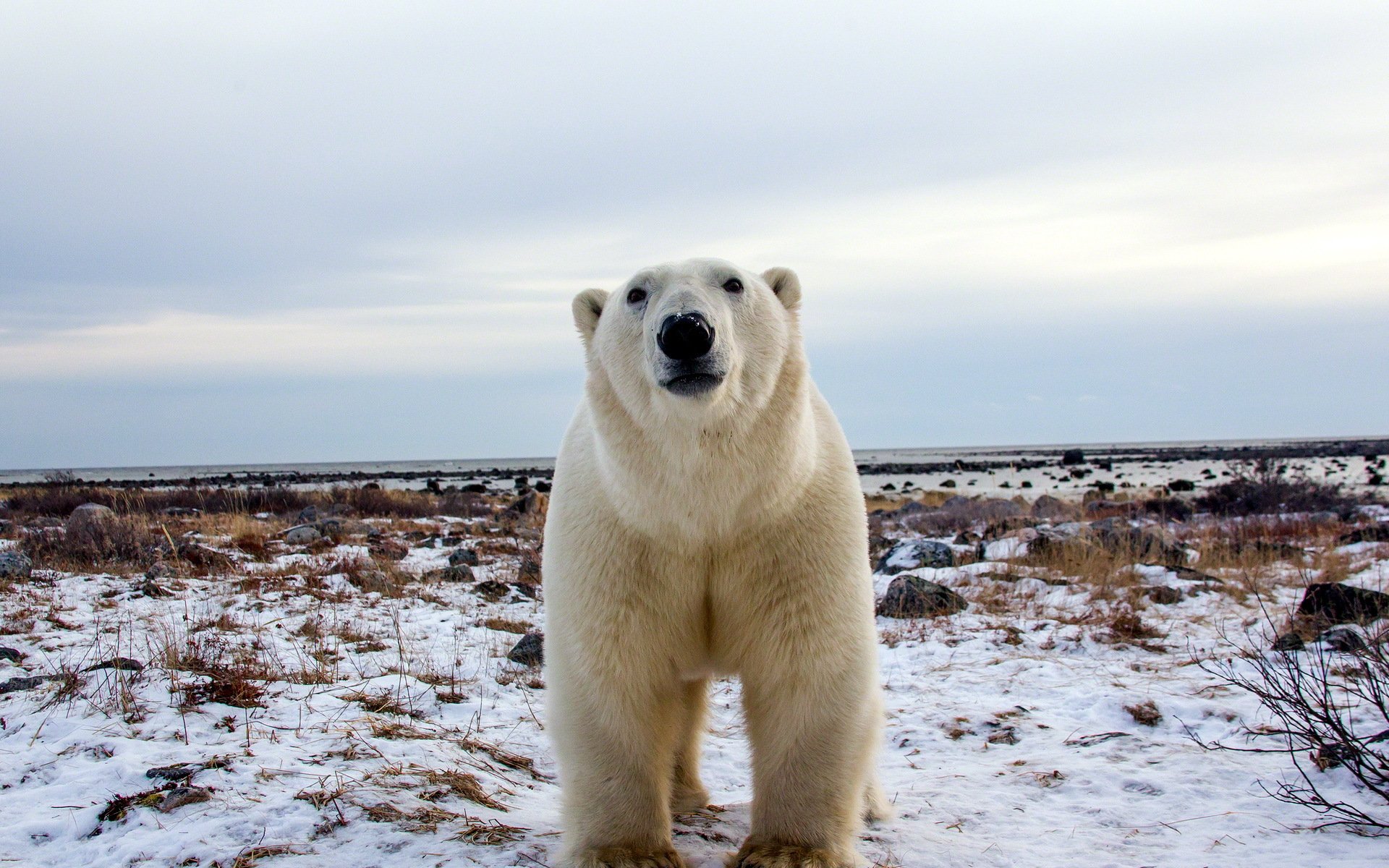 bear white nature