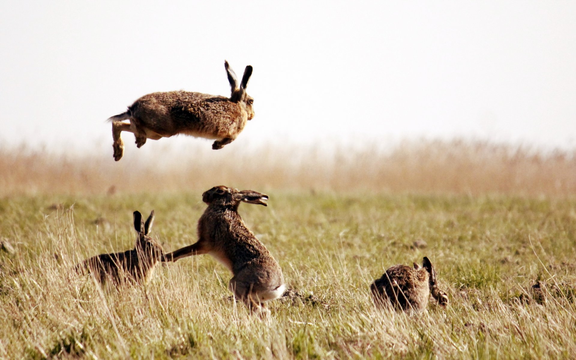 liebres campo naturaleza