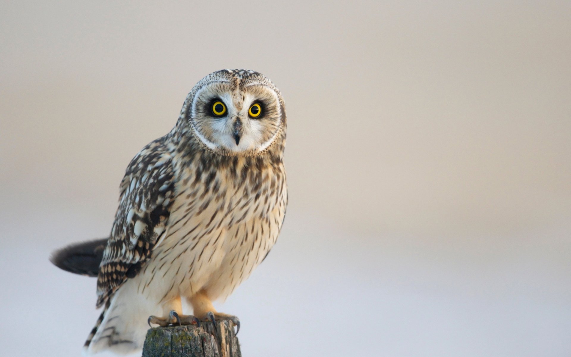 oiseau hibou nature