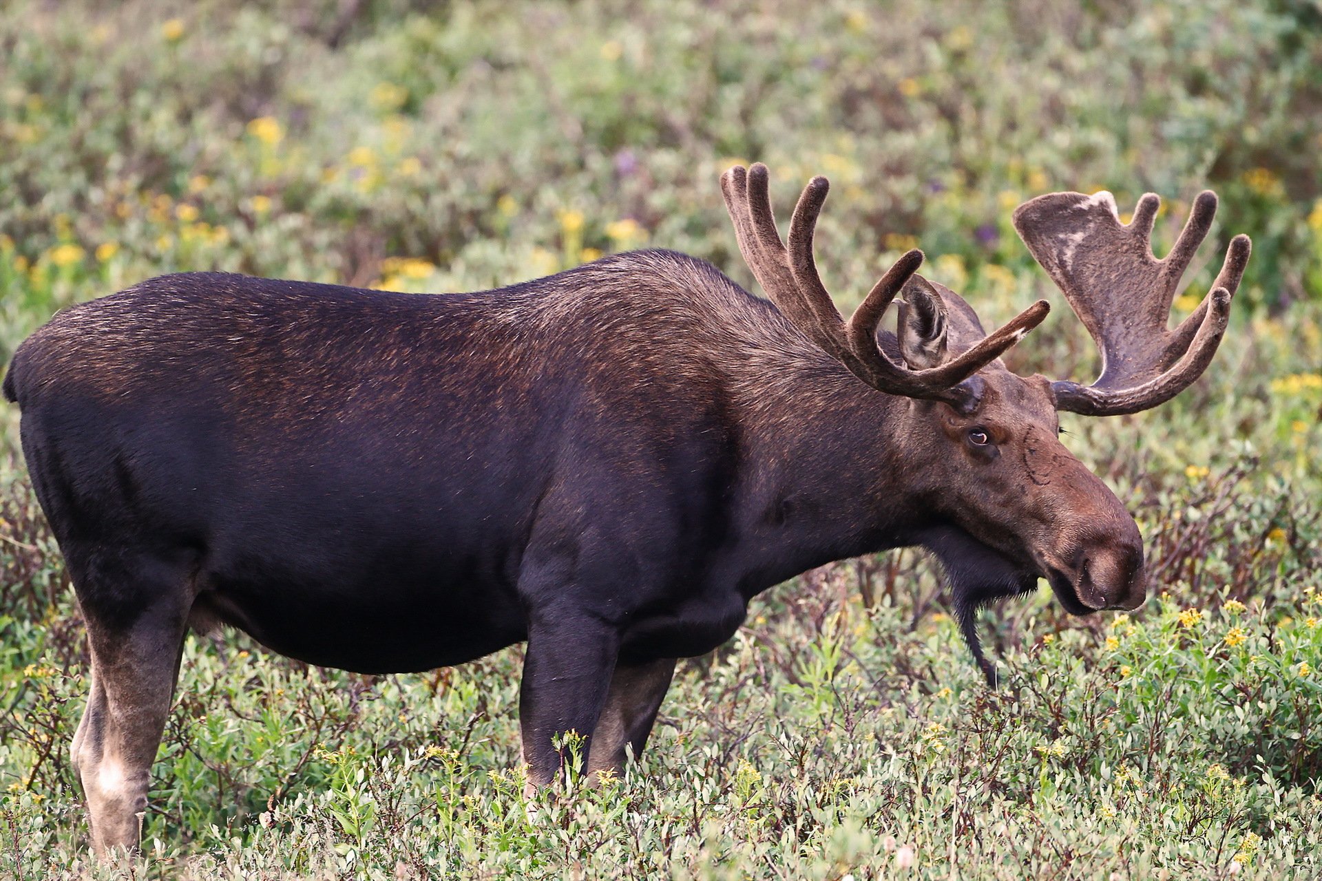 alces naturaleza fondo