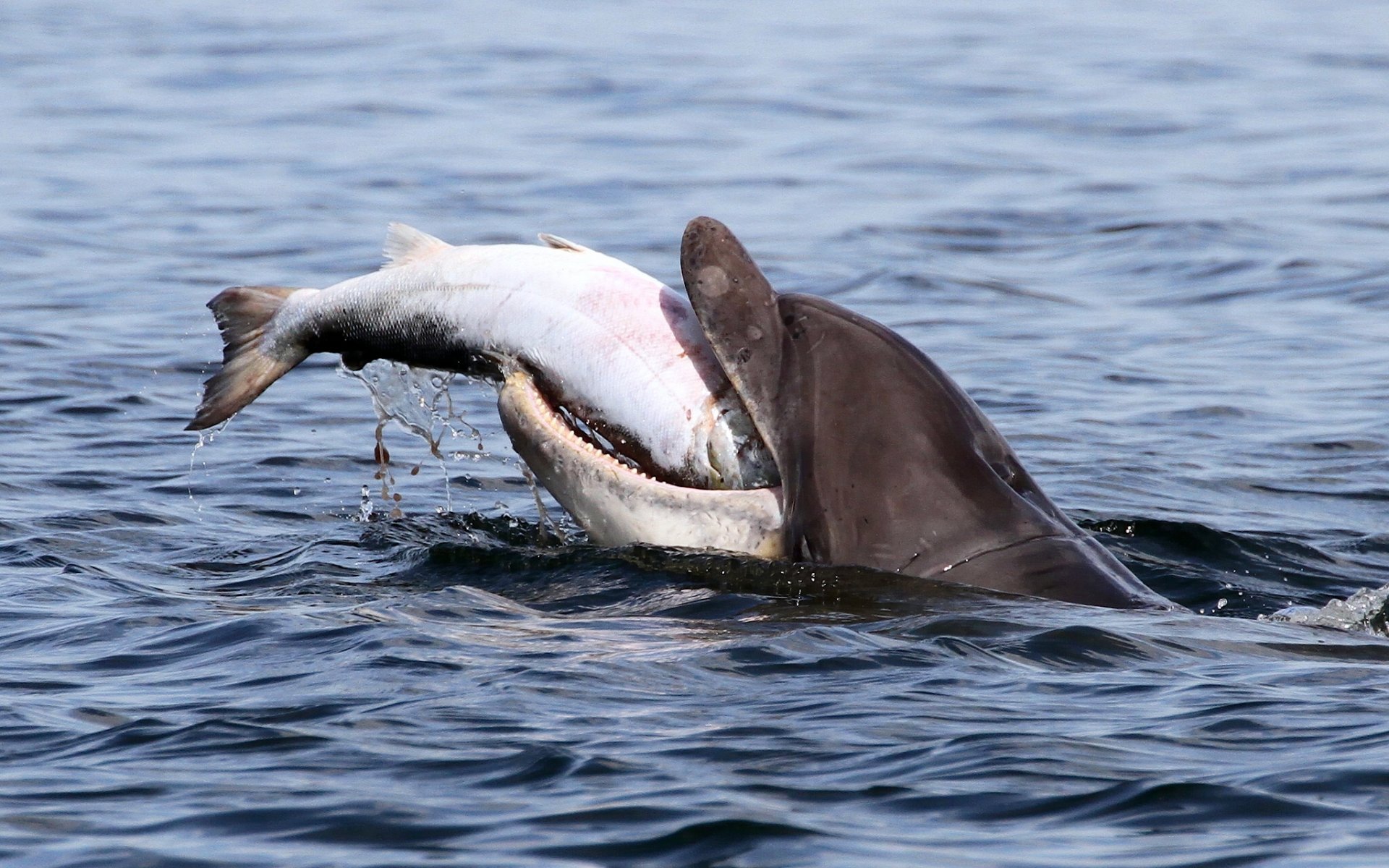 moray firth bay of the moray firth dolphin bottlenose dolphin fish salmon mining