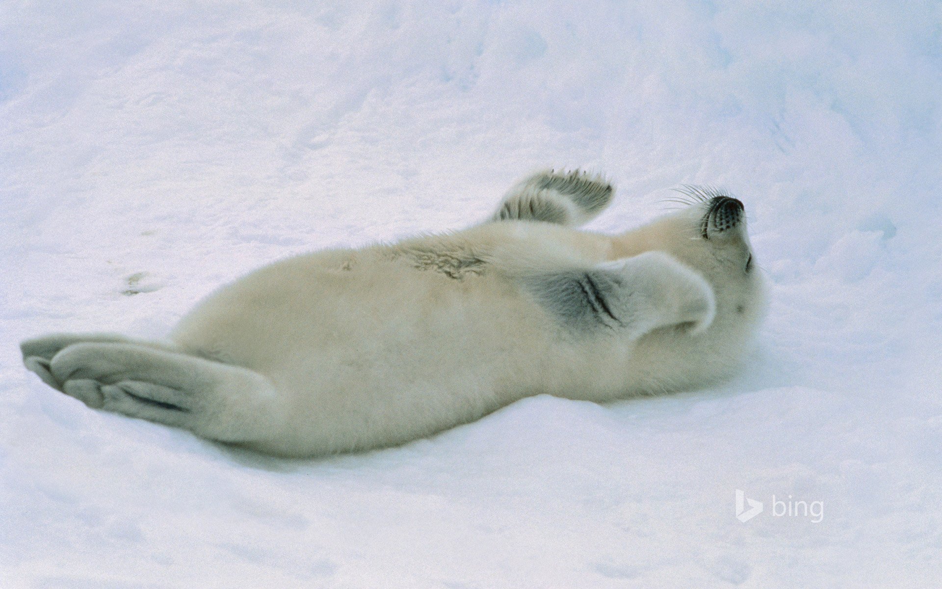 foca cucciolo neve artico