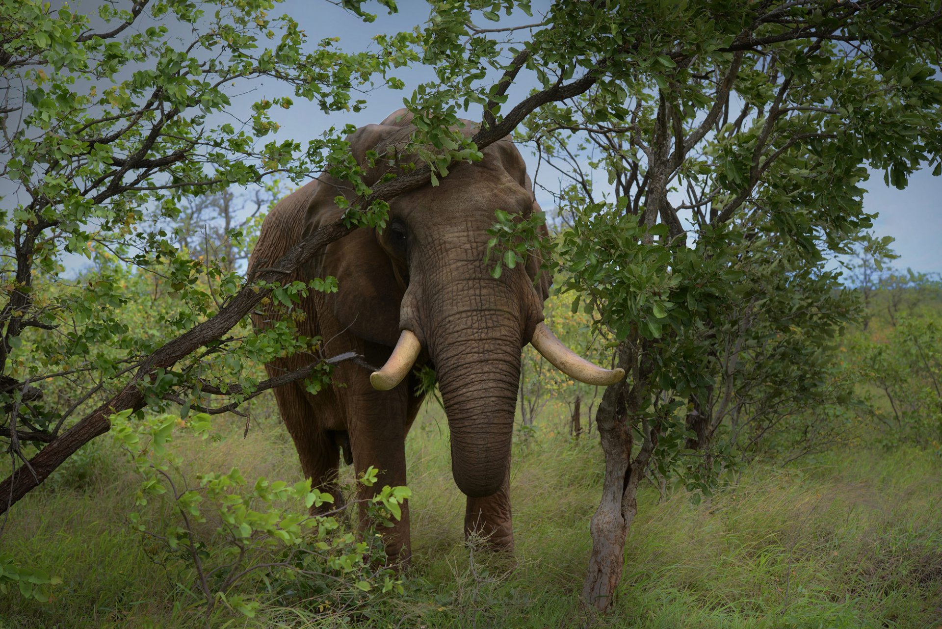 éléphant défenses nature herbe arbres