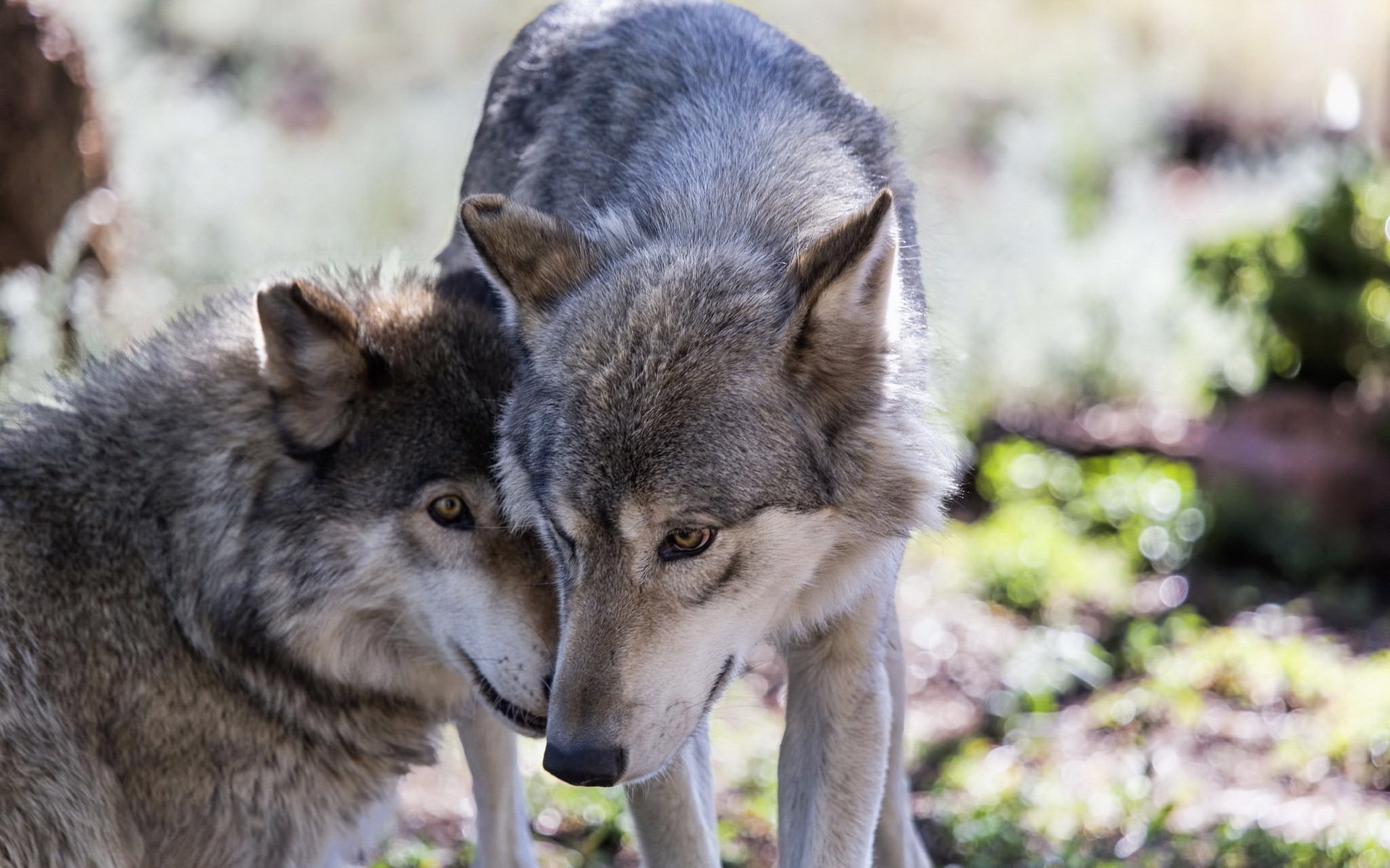 loups troupeau nature