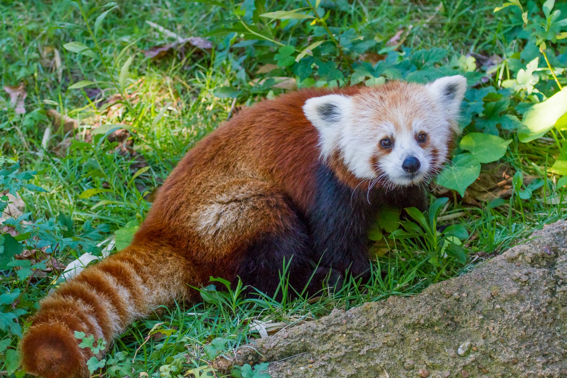 panda rouge firefox petit panda herbe